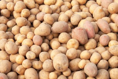 Patates çiğ sebze gıda pazarında arka plan için. Sonbaharda hasat çiftlik.