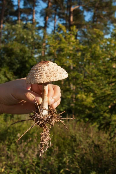 The Parasol Mushroom (Macrolepiota procera). La cosecha de setas . — Foto de Stock