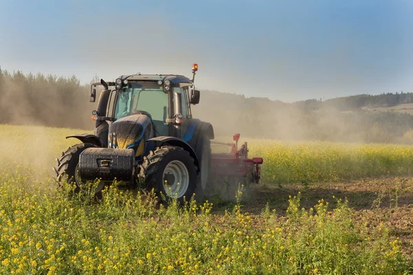Traktor biru di bidang mustard di Republik Ceko. Ladang berdebu dan pekerjaan pertanian. Peternakan musim gugur pekerjaan. Traktor memotong mustard di hari yang cerah. Petani yang bekerja di ladang . — Stok Foto