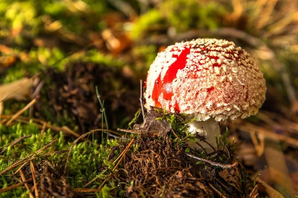 Seta Amanita Muscaria Seta Venenosa Volar Agárico Bosque Checo Amanita — Foto de Stock