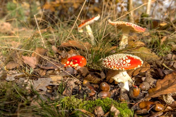 Seta Amanita Muscaria Seta Venenosa Volar Agárico Bosque Checo Amanita — Foto de Stock