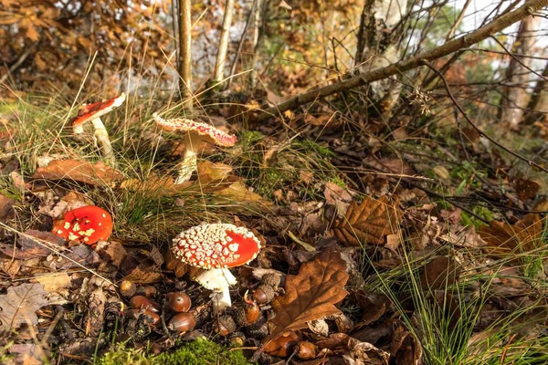 Amanita Muscaria Mushroom Poisonous Mushroom Fly Agaric Czech Forest Amanita — Stock Photo, Image