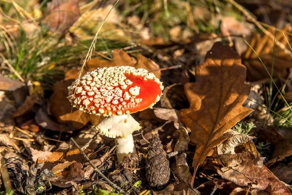 Amanita Muscaria Mushroom Poisonous Mushroom Fly Agaric Czech Forest Amanita — Stock Photo, Image