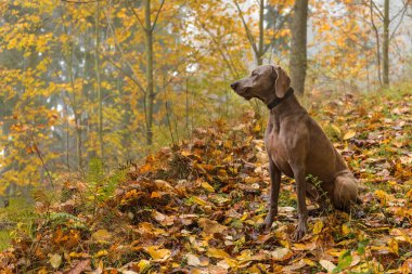 Sonbahar ormanında ıslak Weimaraner. Avlanan bir av köpeği. Gri köpek. Av köpeği cinsi.