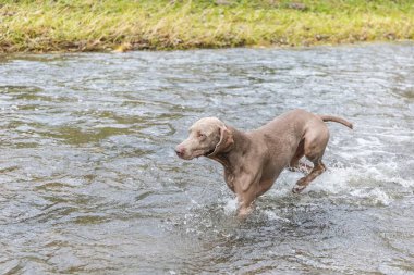 Weimaraner köpeği nehirde. Avda sonbahar günü. Av sezonu. Sudaki av köpeği..