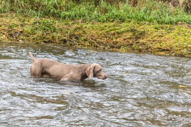 Weimaraner köpeği nehirde. Avda sonbahar günü. Av sezonu. Sudaki av köpeği..
