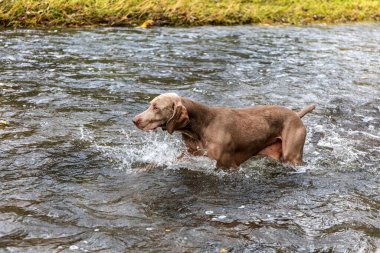 Weimaraner köpeği nehirde. Avda sonbahar günü. Av sezonu. Sudaki av köpeği..