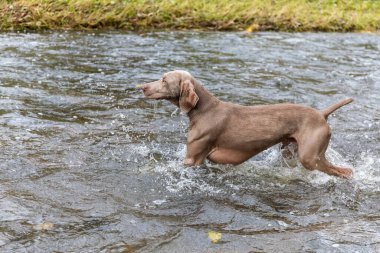 Weimaraner köpeği nehirde. Avda sonbahar günü. Av sezonu. Sudaki av köpeği..
