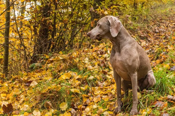 Mokrý Výmarín Podzimním Lese Lovecký Pes Lovu Šedý Pes Lov — Stock fotografie