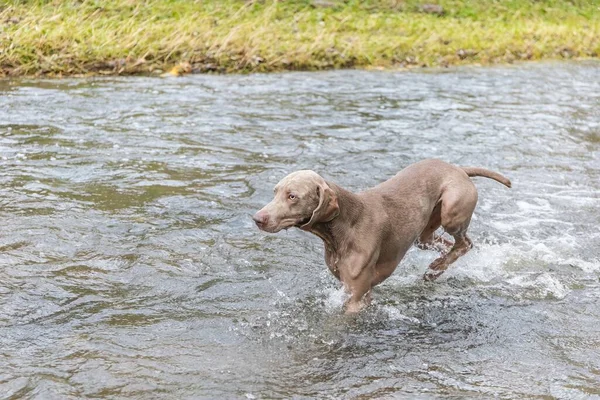 Weimaraner köpeği nehirde. Avda sonbahar günü. Av sezonu. Sudaki av köpeği..