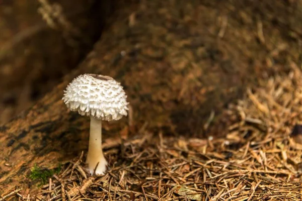 Seta Joven Parasol Macrolepiota Procera Que Crece Bosque Seta Comestible — Foto de Stock