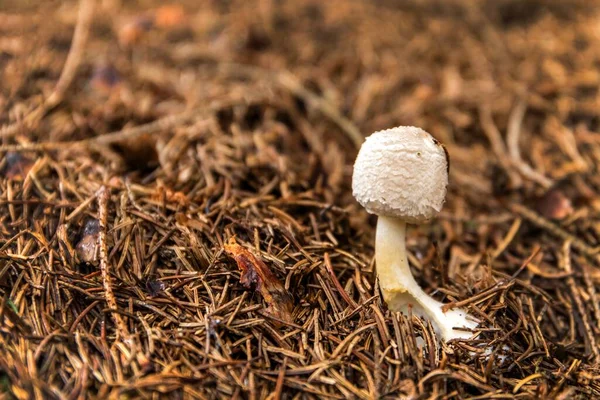 Seta Joven Parasol Macrolepiota Procera Que Crece Bosque Seta Comestible — Foto de Stock