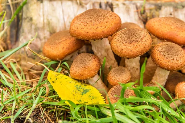 Ätlig Skogssvamp Armillaria Mellea Allmänt Känd Som Honungssvamp Svampplockning Basidiomycetesvamp — Stockfoto