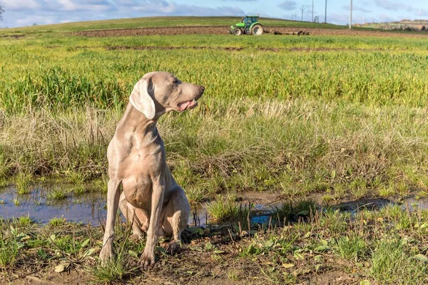 Sitting Weimaraner Green Field Hunting Dog Autumn Meadow Autumn Sunny — Stock Photo, Image