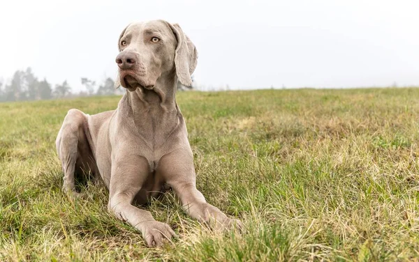 Weimaraner köpeğinin sonbahardaki portresi. Sisteki av köpeği. Sadık bir dost. Weimaraner.