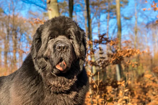 Cão Terra Nova Paisagem Outono Grande Raça Cães Cão Poderoso — Fotografia de Stock