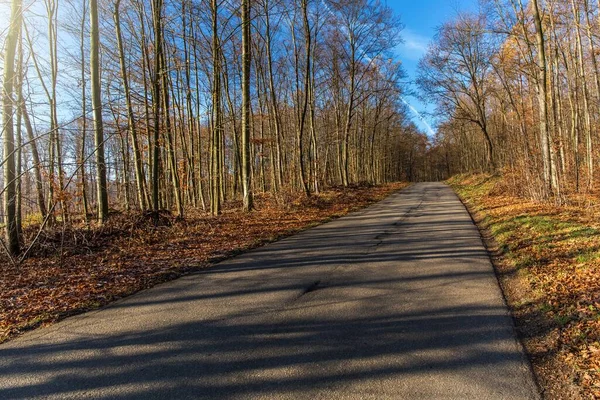 Δρόμος Ασφάλτου Πεσμένα Φύλλα Στο Φθινοπωρινό Δάσος Επικεντρώσου Πρώτο Πλάνο — Φωτογραφία Αρχείου