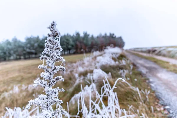 November Verträumt Frostiger Morgen Schöne Herbstliche Neblige Kälte Nebel Und — Stockfoto