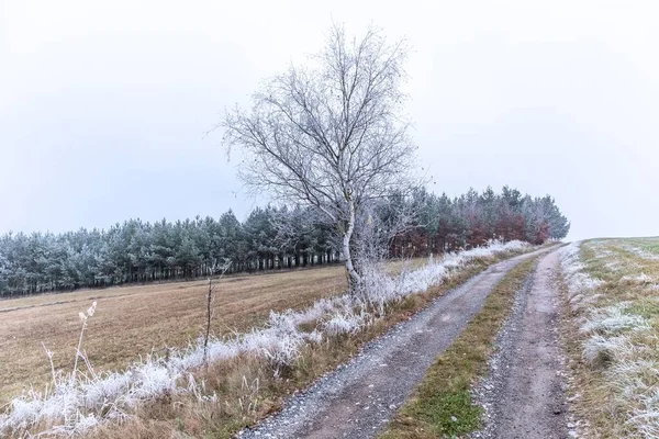 November Verträumt Frostiger Morgen Schöne Herbstliche Neblige Kälte Nebel Und — Stockfoto