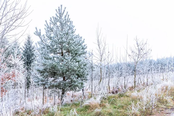 November Verträumt Frostiger Morgen Schöne Herbstliche Neblige Kälte Nebel Und — Stockfoto