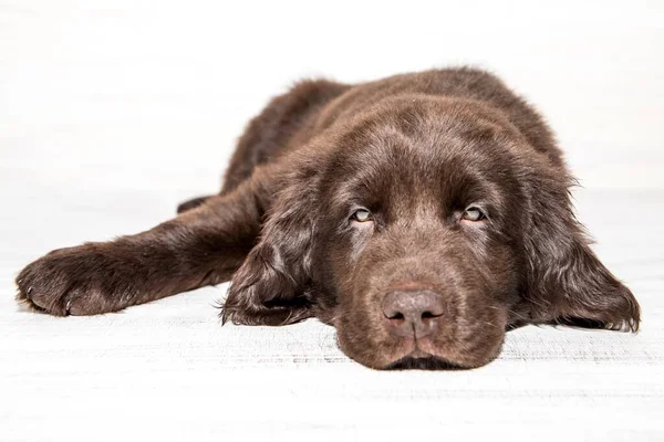 Kahverengi Düz Köpek Yavrusu Köpek Gözleri Beyaz Arka Planda Bir — Stok fotoğraf