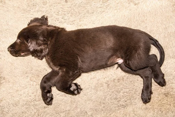 Cucciolo Recupero Marrone Con Rivestimento Piatto Che Dorme Sul Pavimento — Foto Stock