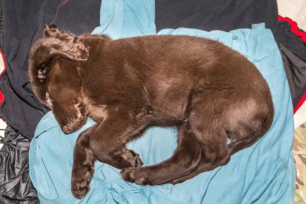 Brown Flat Coated Retriever Puppy Sleeping Floor Dog Rest Sleeping — Stock Photo, Image