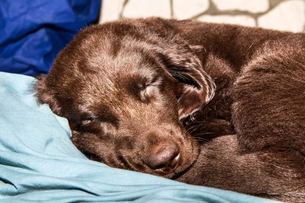 Kahverengi Düz Kaplama Köpeği Yerde Uyuyor Köpek Istirahatı Uyuyan Köpek — Stok fotoğraf