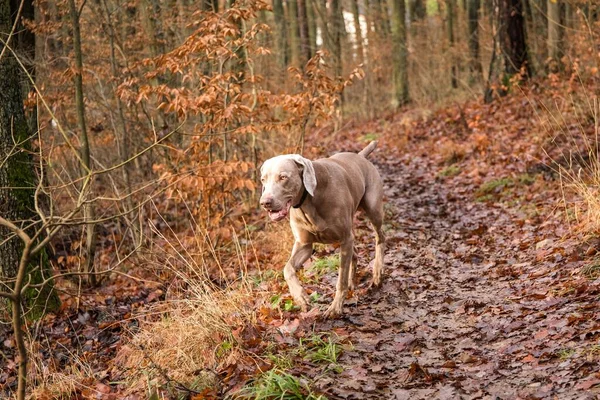 Cão Jovem Weimaraner Cão Paisagem Outono Caça Outono Cão Caça — Fotografia de Stock