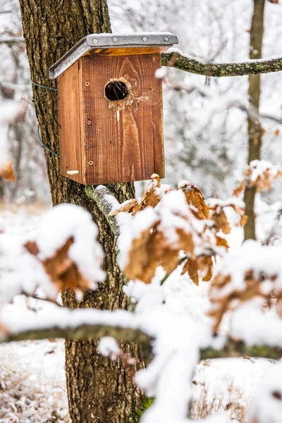 Ptačí Budka Zimě Sníh Ptačí Budce Mrazivé Zimní Ráno Úkryt — Stock fotografie