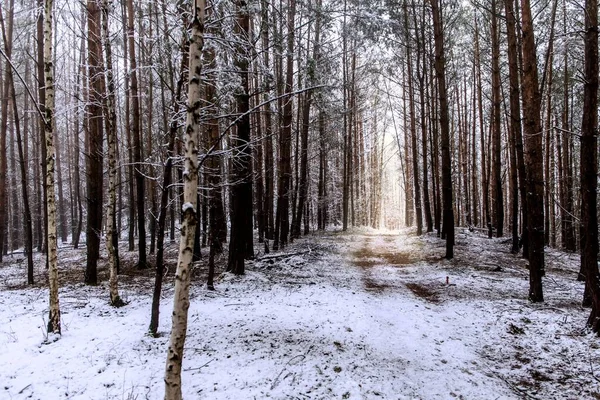 Winter Nebligen Kiefernwald Szene Frostiger Wintermorgen Wald Ökologisches Konzept Winter — Stockfoto