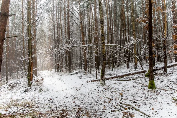 Winter Nebligen Kiefernwald Szene Frostiger Wintermorgen Wald Ökologisches Konzept Winter — Stockfoto