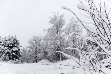 Karlı kış manzarası ve sisli bir orman. Sisli bir kış sabahı. Çek Cumhuriyeti 'nde kış manzarası - Avrupa.