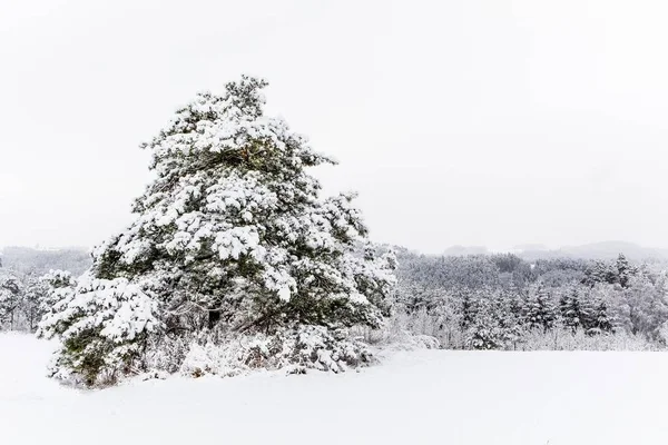 Verschneite Landschaft Kiefern Schnee Einsamer Baum Winterlandschaft Der Tschechischen Republik — Stockfoto