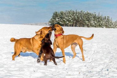 Karda koşan mutlu köpekler. Köpek oyunu. Kış eğlencesi Kış manzarasında koşan köpek.