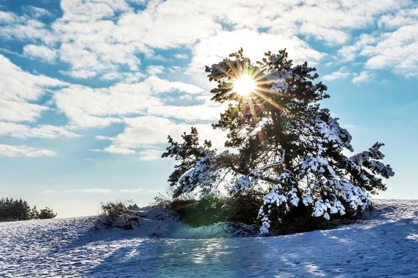 Strahlen Der Aufgehenden Sonne Schneebedeckte Einsame Kiefern Sonniger Wintermorgen Den — Stockfoto