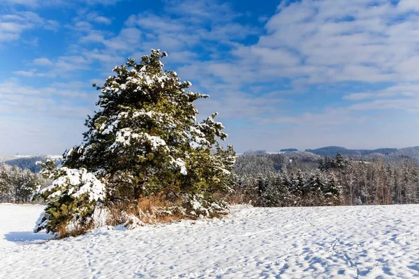 Schneebedeckte Einsame Kiefern Sonniger Wintermorgen Den Bergen Schneelandschaft Der Tschechischen — Stockfoto