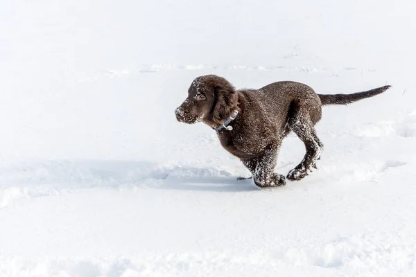 Healthy Happy Dog Brown Retriever Running Deep Snow Dog Playing — Stock Photo, Image