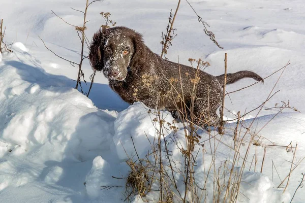 Cachorrinho Recuperador Saudável Cão Saudável Feliz Brown Retriever Correndo Neve — Fotografia de Stock