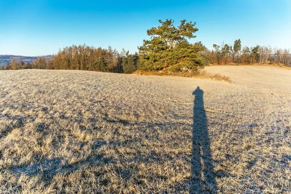 Морозний Зимовий Ранок Довга Людина Стоїть Траві Пейзаж Тіні Людини — стокове фото