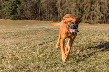 Koşan bir köpeğin ön görüntüsü. Köpekler çayırda koşar. Ağızlık takan köpeğe. Rodezya Sırtı Sırtı 'nı ağızlık ile çalıştırmak. 