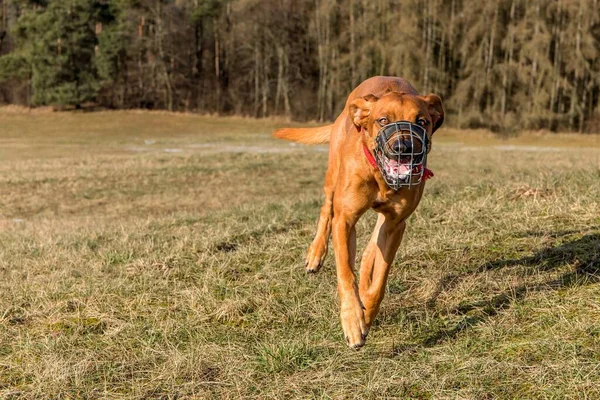 Front view of a running dog. Dogs runs across the meadow. At the dog wearing a muzzle. Running Rhodesian Ridgeback with muzzle.