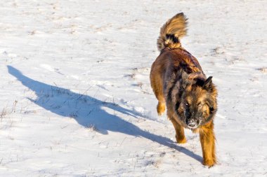 Karda çoban köpeği. Köpek karda bir koyun sürüsünü koruyor. Mutlu köpek. Kış zamanı.