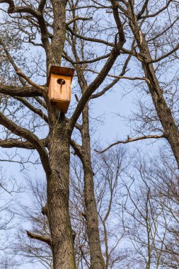 Tahta yuva kutusu. Meşe ağacında baykuşlar için yuva kutuları. Baykuş yuvası. Nesli tükenmekte olan kuş türlerinin korunması.