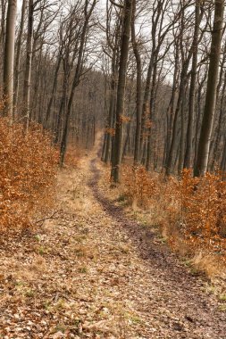 Çek Cumhuriyeti 'nde meşe ağaçlarıyla kaplı orman yolları. Ormanda bulutlu bir gün. Çamurlu yol.
