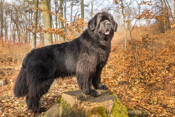 Raça Cão Terra Nova Exterior Passeio Primavera Com Cão Cão — Fotografia de Stock