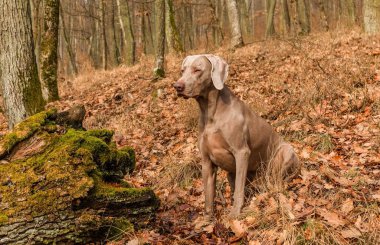 Weimaraner meşe ormanında. Bir köpekle sonbahar avı. Ormanda bir av köpeği..
