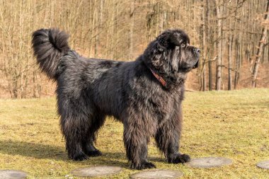 Büyük siyah köpek. Newfoundland köpeği açık havada ürer. Bir köpekle bahar yürüyüşü. Su kurtarma köpeği..