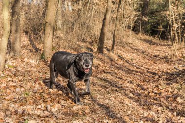 Meşe ormanında yaşlı yalnız bir köpek. Yürüyüşe çıkmış mutlu bir yaşlı köpek. Tatmin olmuş yaşlılık..