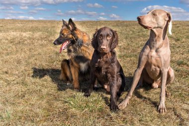 Köpekler çayırda oturuyor. Köpeklerle yürümek için güneşli bir gün. Av köpekleri. Düz kahverengi av köpeği ve Weimaraner.